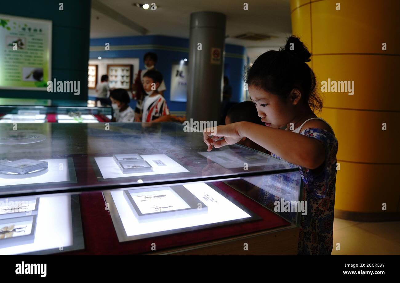 Shanghai. 24th Aug, 2020. People visit the Shanghai Entomological Museum in east China's Shanghai, Aug. 24, 2020. During the Shanghai Science Festival from Aug. 23 to 29, the Shanghai Entomological Museum will hold science popularization livestreaming, interactive experience and other themed activities for the public. Credit: Zhang Jiansong/Xinhua/Alamy Live News Stock Photo