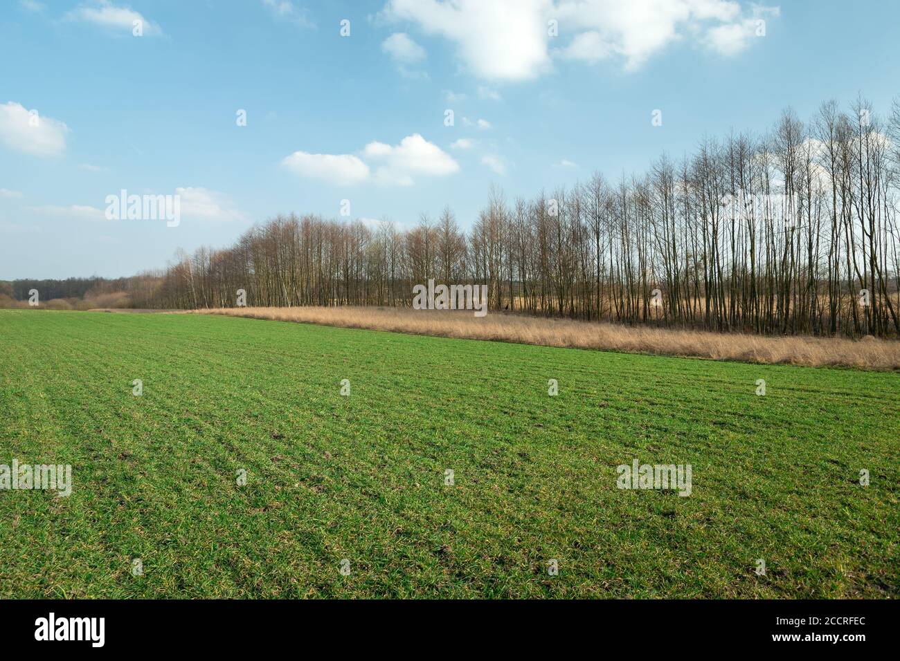 Green field and trees in a row without leaves Stock Photo - Alamy