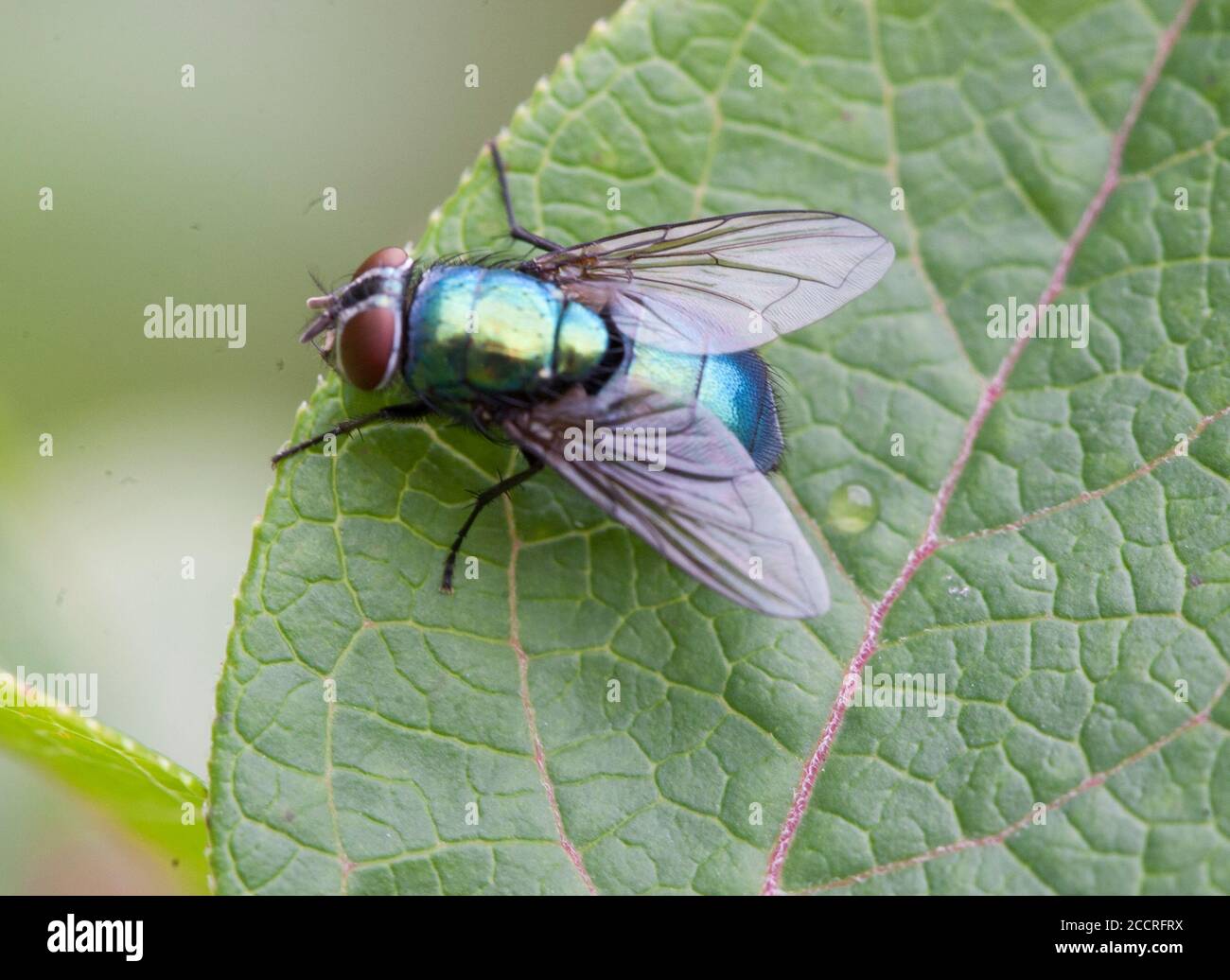 The CALLIPHORIDAE or Blow flies Stock Photo