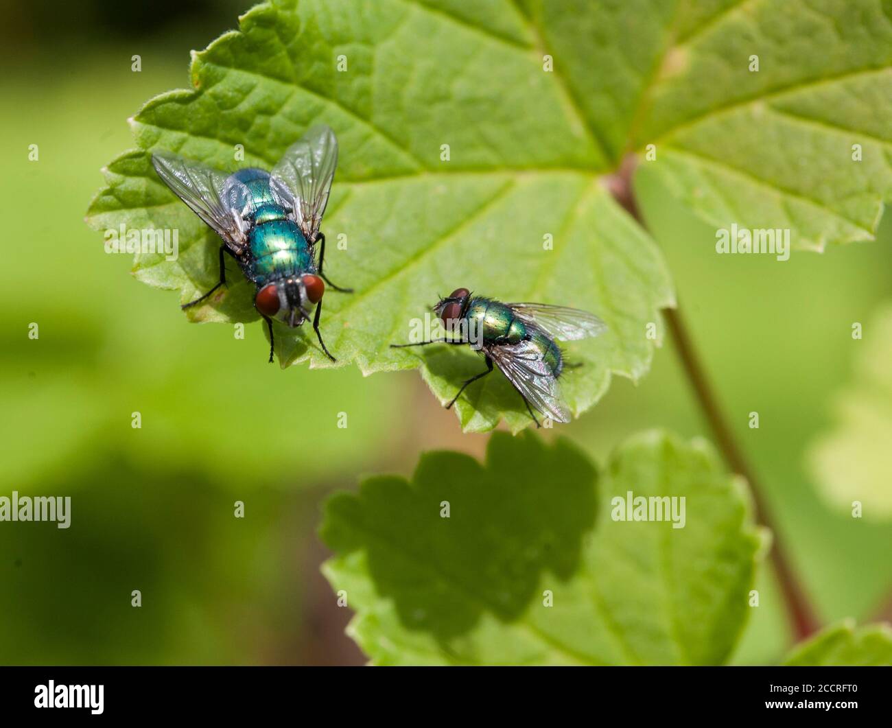 The CALLIPHORIDAE or Blow flies Stock Photo
