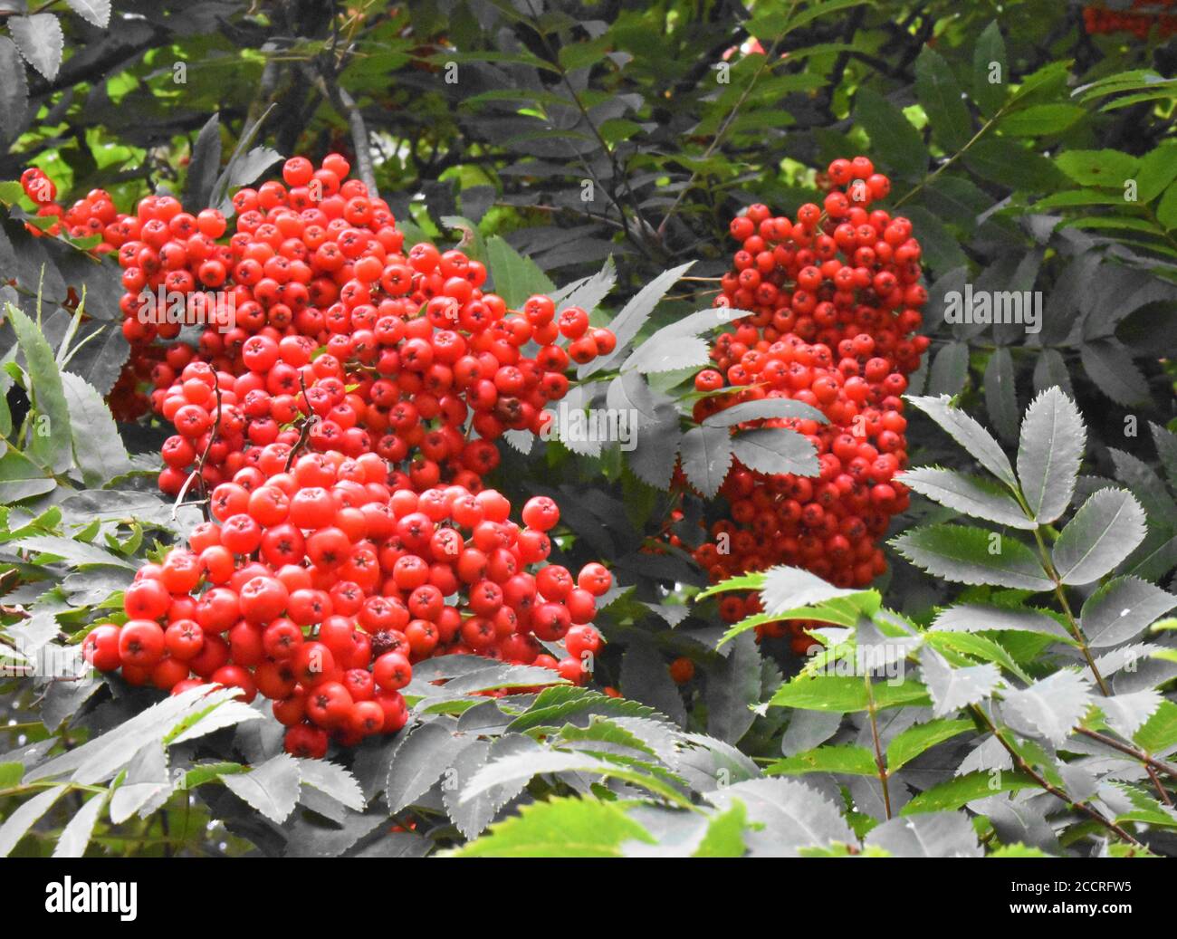 Bunches of scarlet  rowan [Sorbus aucuparia ] berries shining in the morning sunshine. Stock Photo