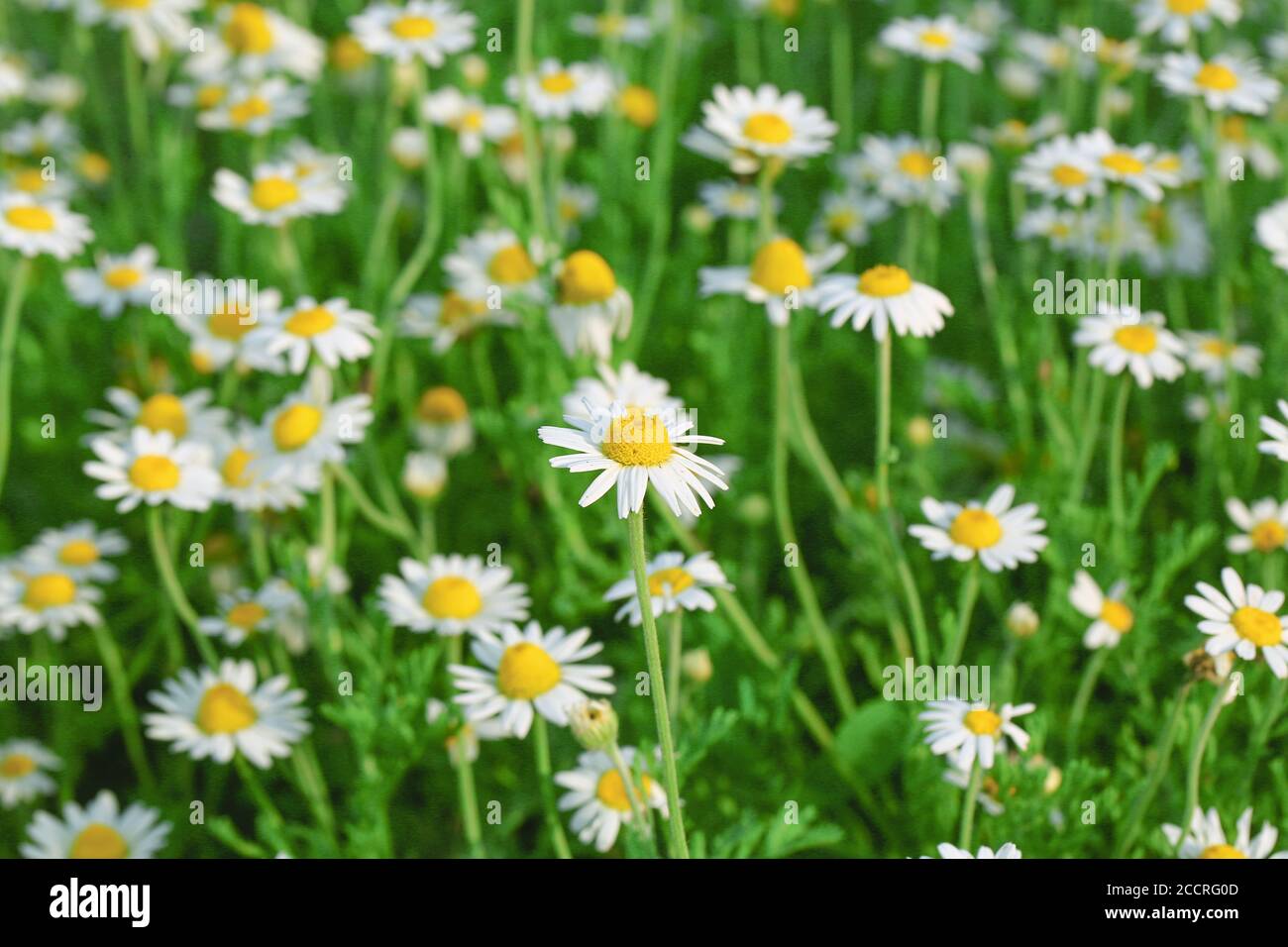 Daisies or chamomile grow on the field. Flowers background Stock Photo