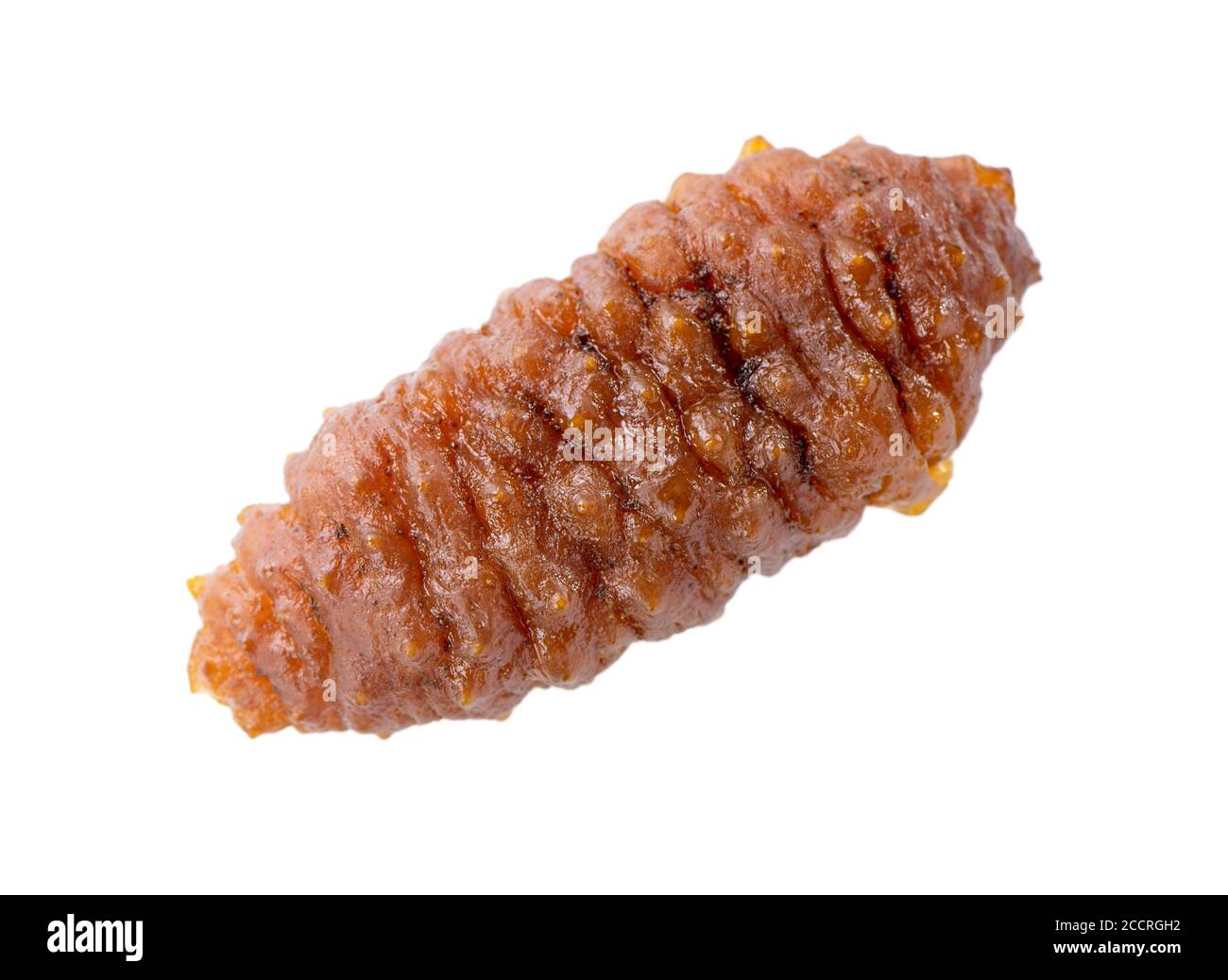 Beautiful sea cucumber seafood isolated on white background, clipping