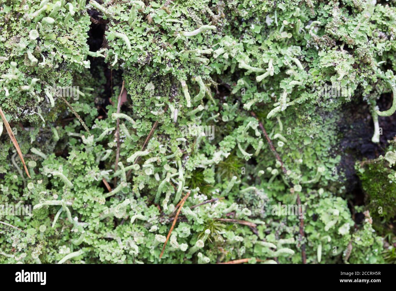 Hypogymnia physodes lichen on tree twig macro Stock Photo