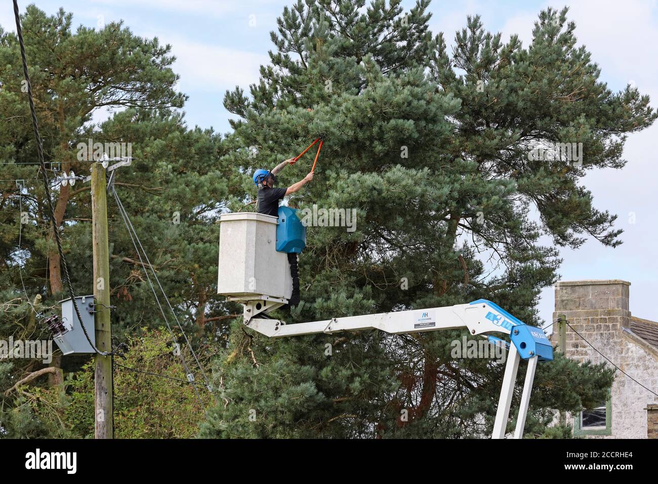 Amey worker carrying out vegetation management for Northern Power Grid on trees surrounding power lines, County Durham, UK Stock Photo