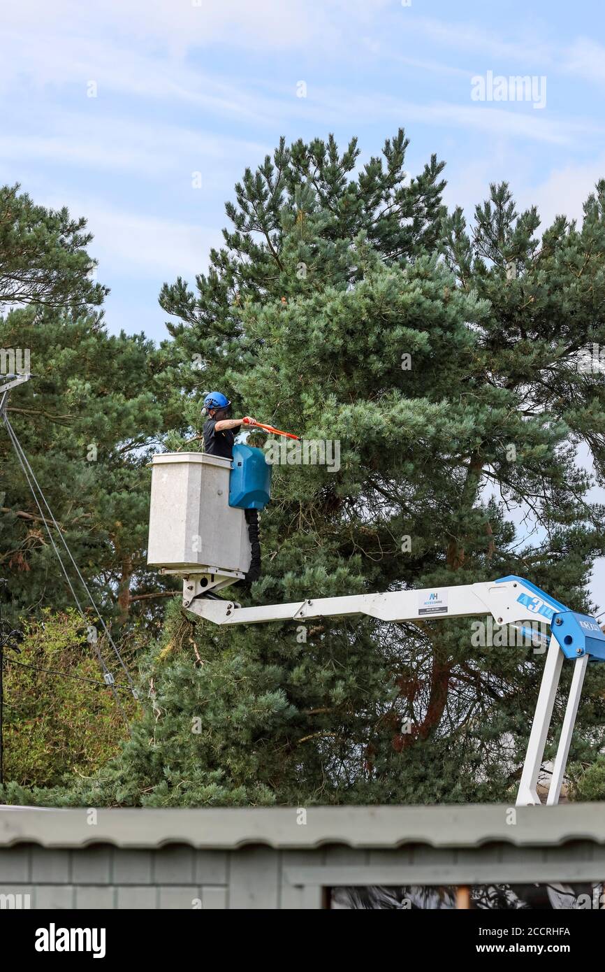 Amey worker carrying out vegetation management for Northern Power Grid on trees surrounding power lines, County Durham, UK Stock Photo