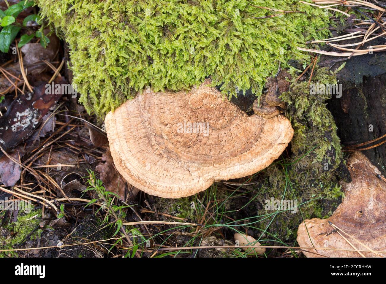 polypore fungus on tree trunk closeup Stock Photo