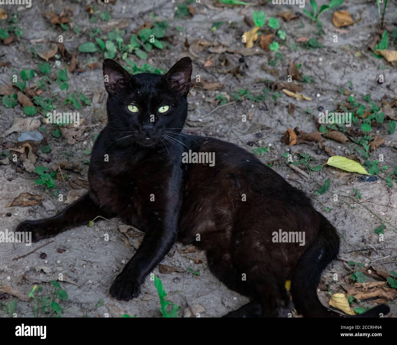 funny fat black cat