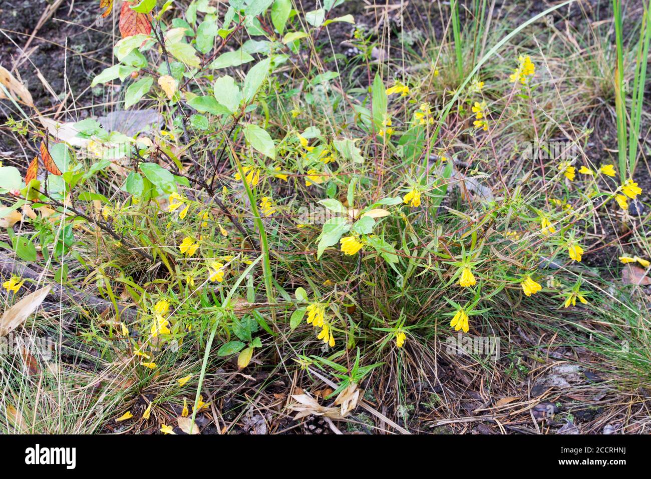 Melampyrum pratense, common cow-wheat yellow flowers in forest closeup Stock Photo