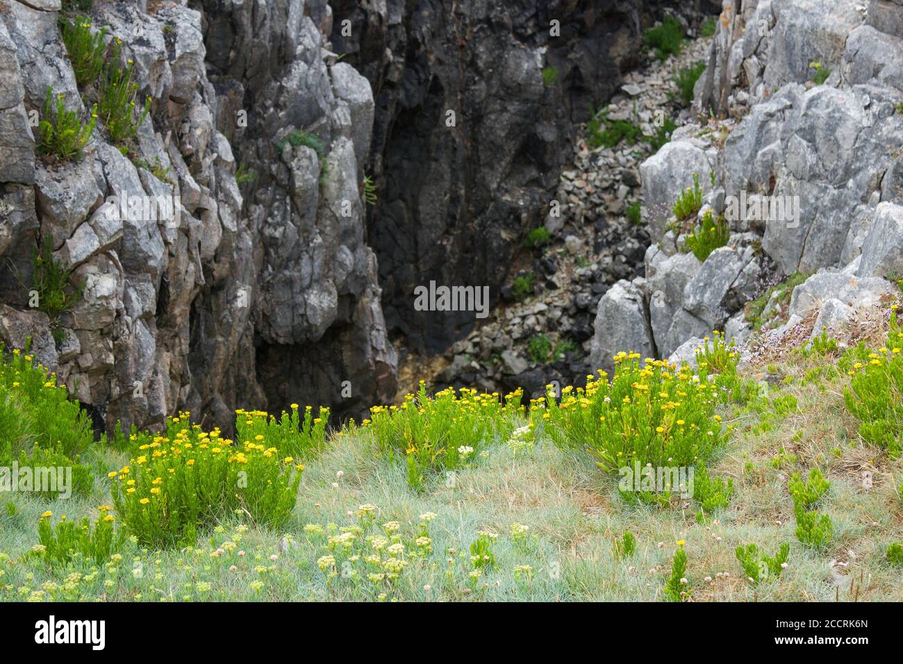 Wildflowers growing naturally on a rocky coastal cliff top Stock Photo