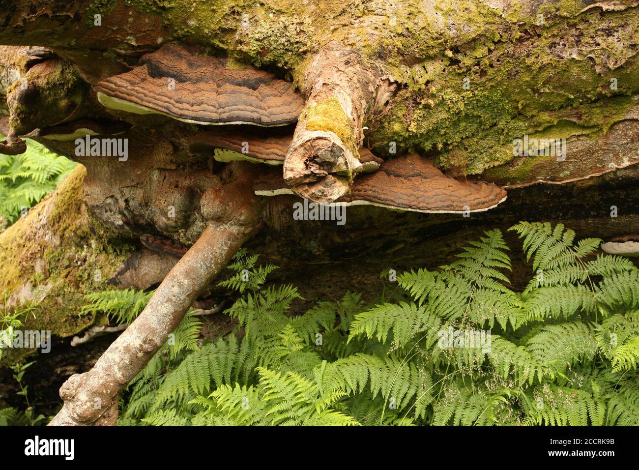 Flat fungi growing on tree, Argyll, Scotland Stock Photo