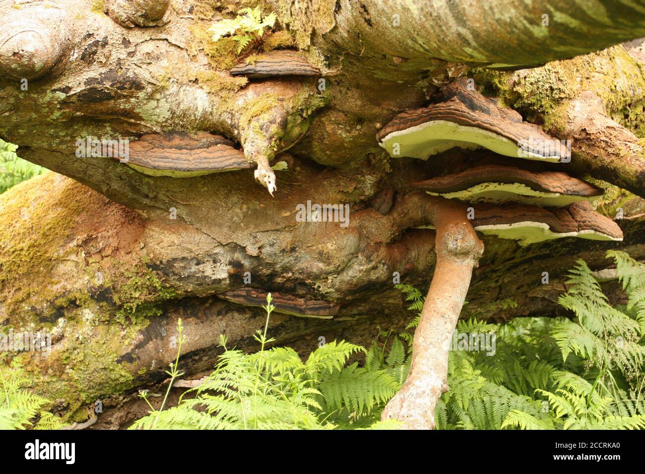 Flat fungi growing on tree, Argyll, Scotland Stock Photo