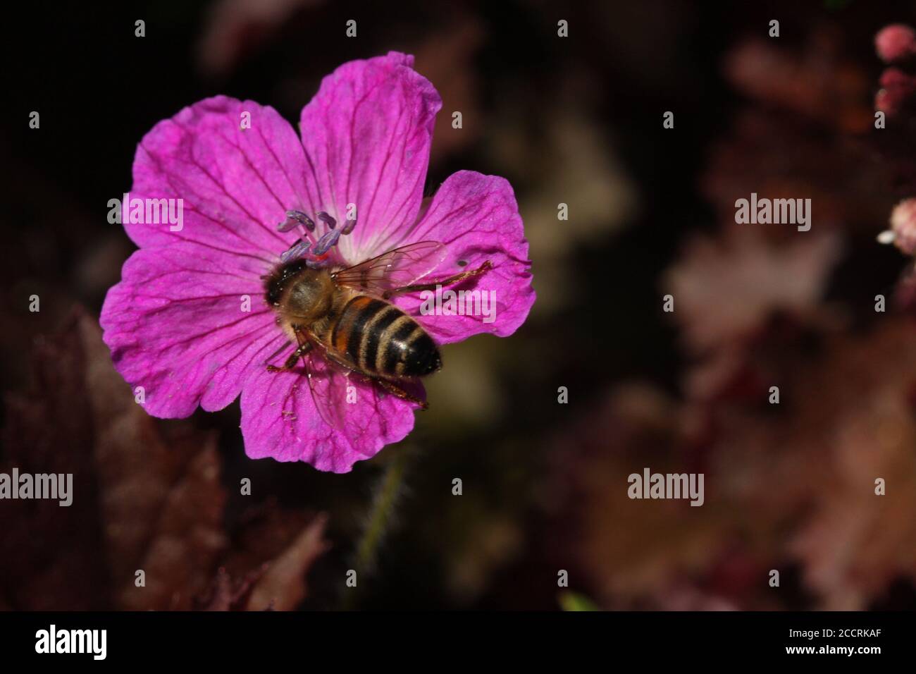 Bee gathering nectar from purple flower, Oxford, England, UK Stock Photo