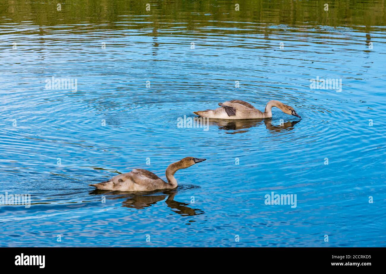 Three month old cygnets (Cygnus olor) swimming in reservoir, East Lothian, Scotland, UK Stock Photo