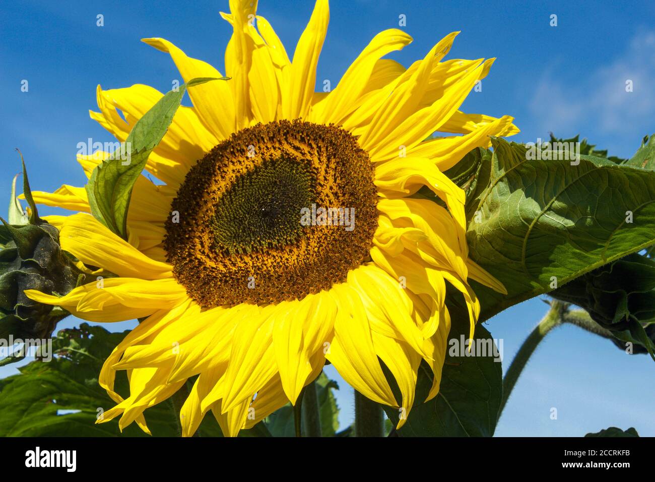 Sunflower growing in a field Stock Photo - Alamy
