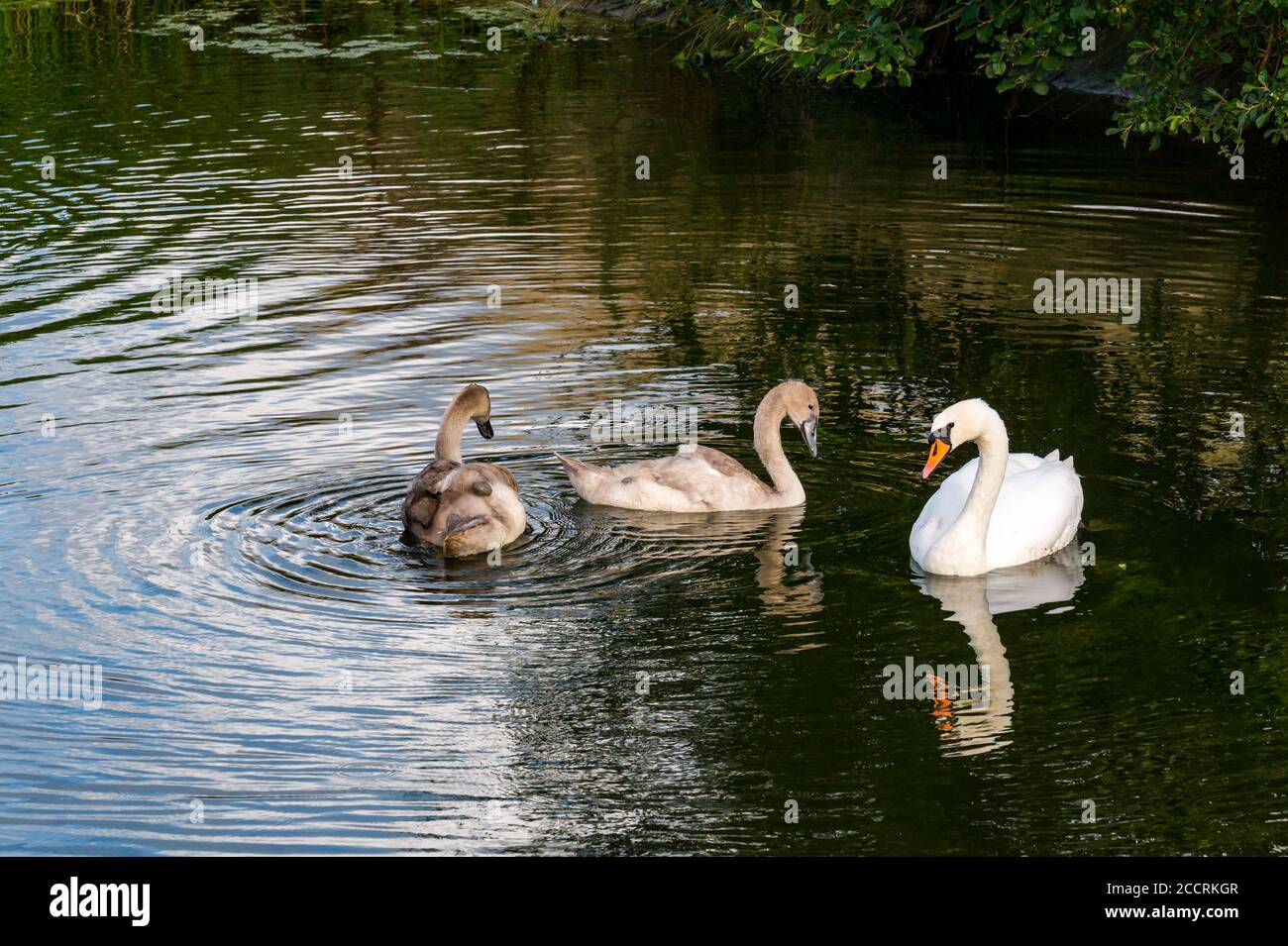 Three month old cygnets with adult female mute swan (Cygnus olor) swimming in reservoir, East Lothian, Scotland, UK Stock Photo