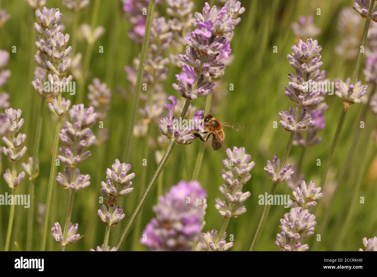 Honey bee collecting nectar from lavender flower, Oxford, England, UK Stock Photo