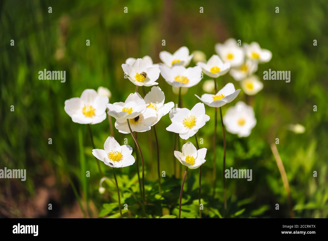 Small White Flowers Grow In The Flowerbed Garden Design Beautiful Landscape On A Summer Day Stock Photo Alamy
