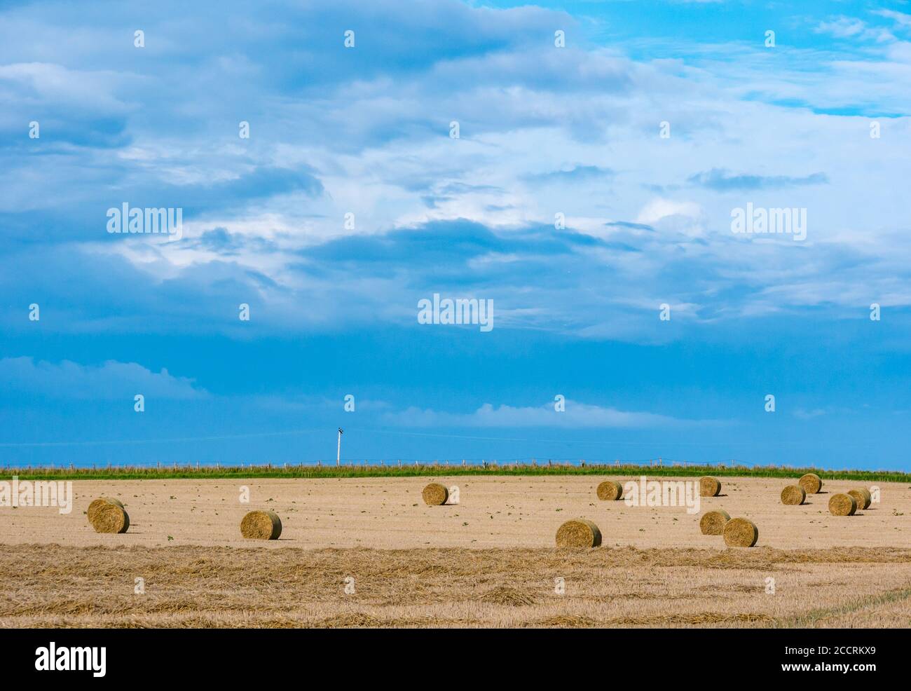 Round hay bales in crop field in Summer weather with stormy sky, East Lothian, Scotland, UK Stock Photo