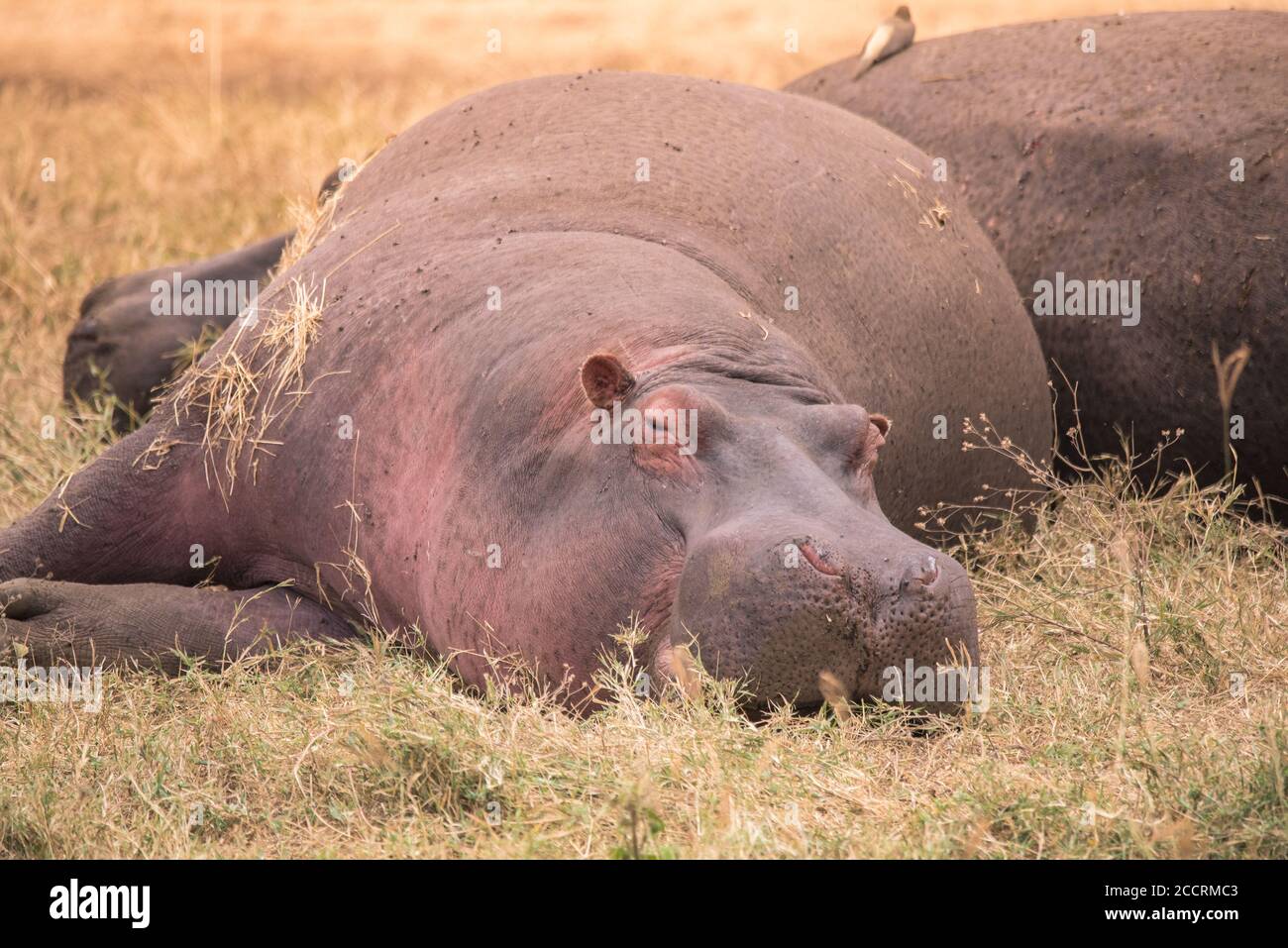 Hippo in beautiful landscape scenery of bush savannah - Game drive in  Ngorongoro Crater National Park, Wild Life Safari, Tanzania, Africa Stock Photo