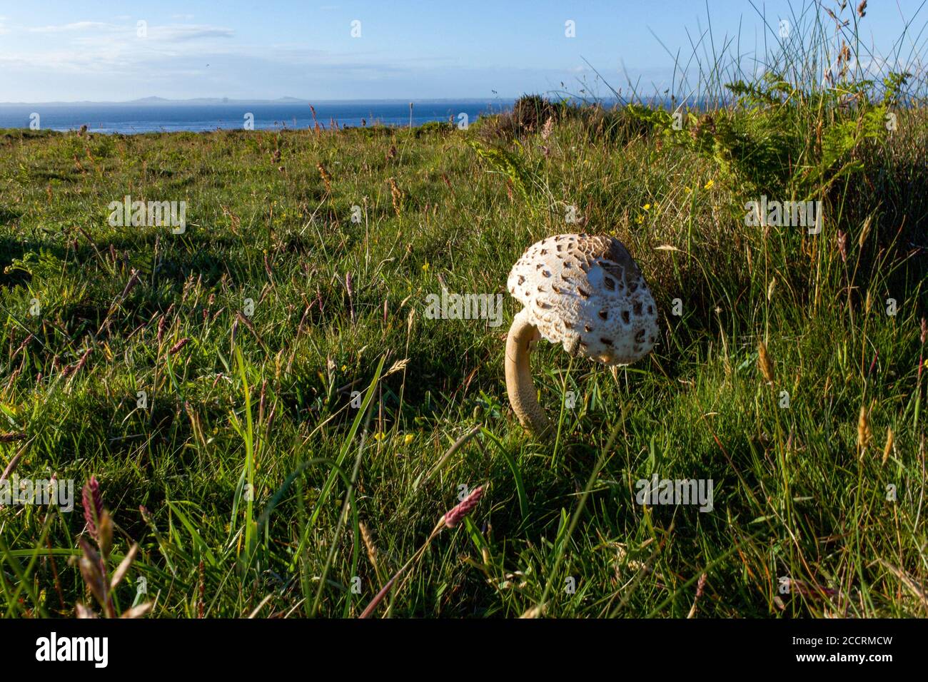 Parasol Mushroom (Macrolepiota procera) growing on a clifftop Stock Photo