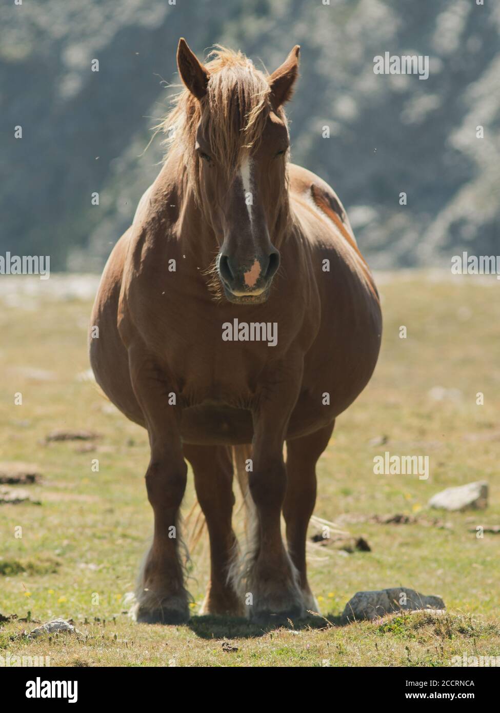 Pregnant horse hi-res stock photography and images - Alamy
