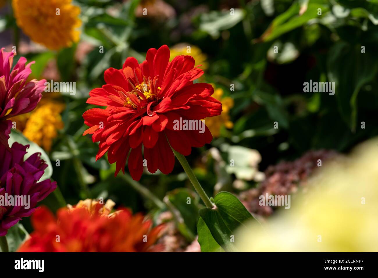 Summer flowers in bloom Stock Photo Alamy