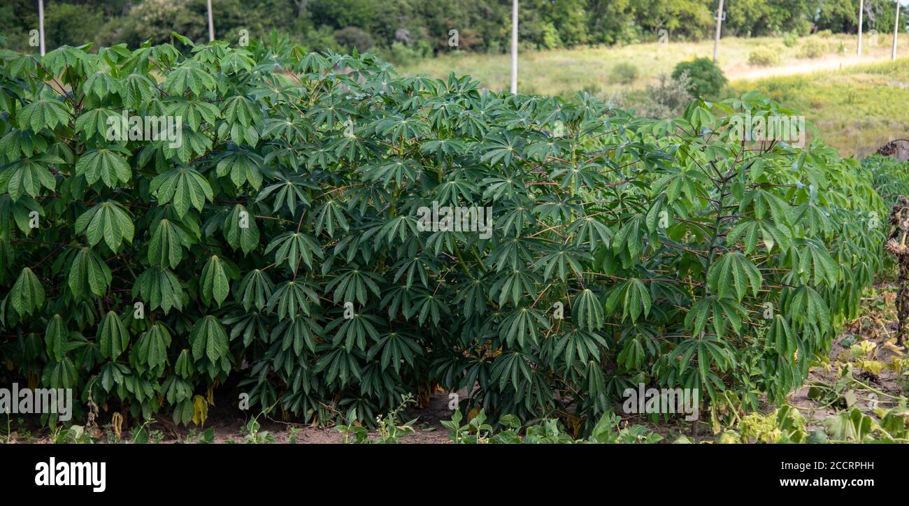 Mandioqueira, known as Mandioca, manioc, cassava, castelinha, uaipi, sweet  cassava, are common names of Manihot esculenta. species of tuberous plant o  Stock Photo - Alamy