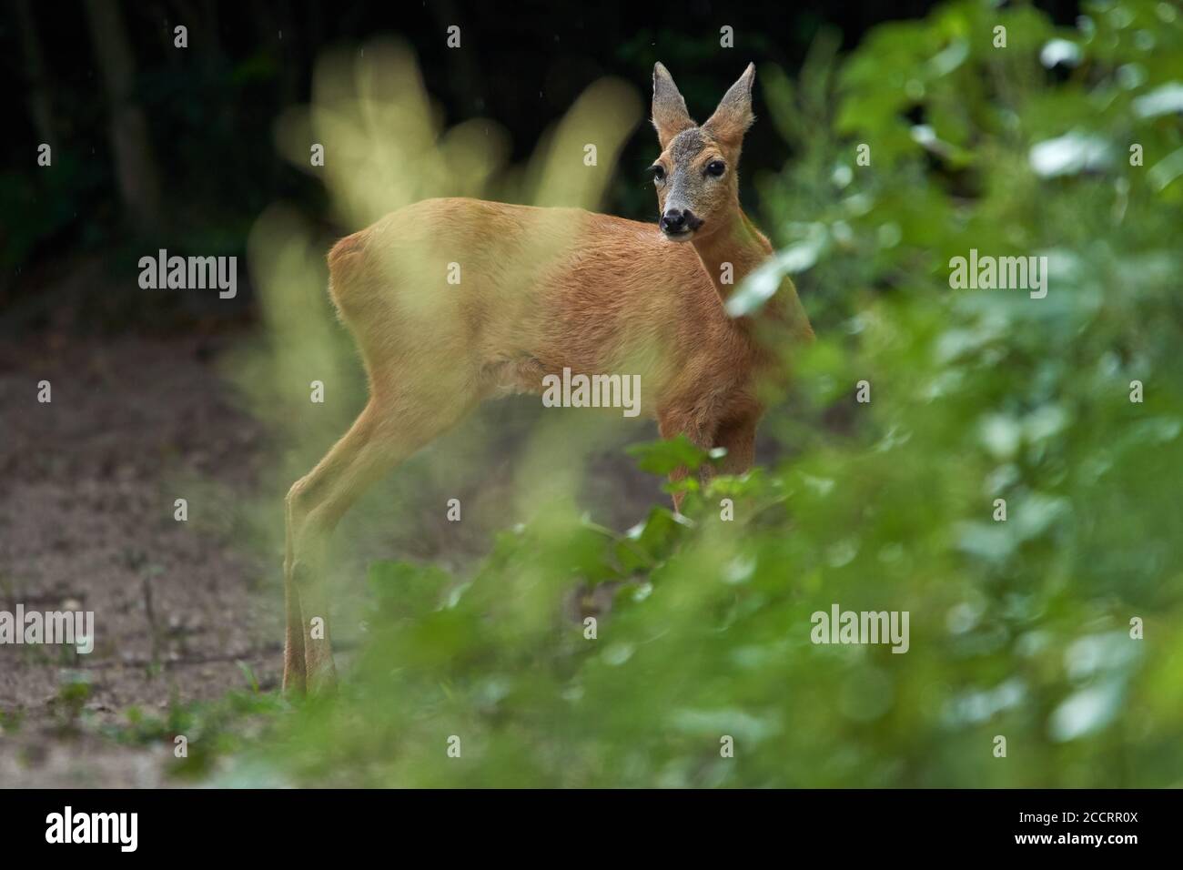 Portrait of a young roe deer in the forest Stock Photo - Alamy