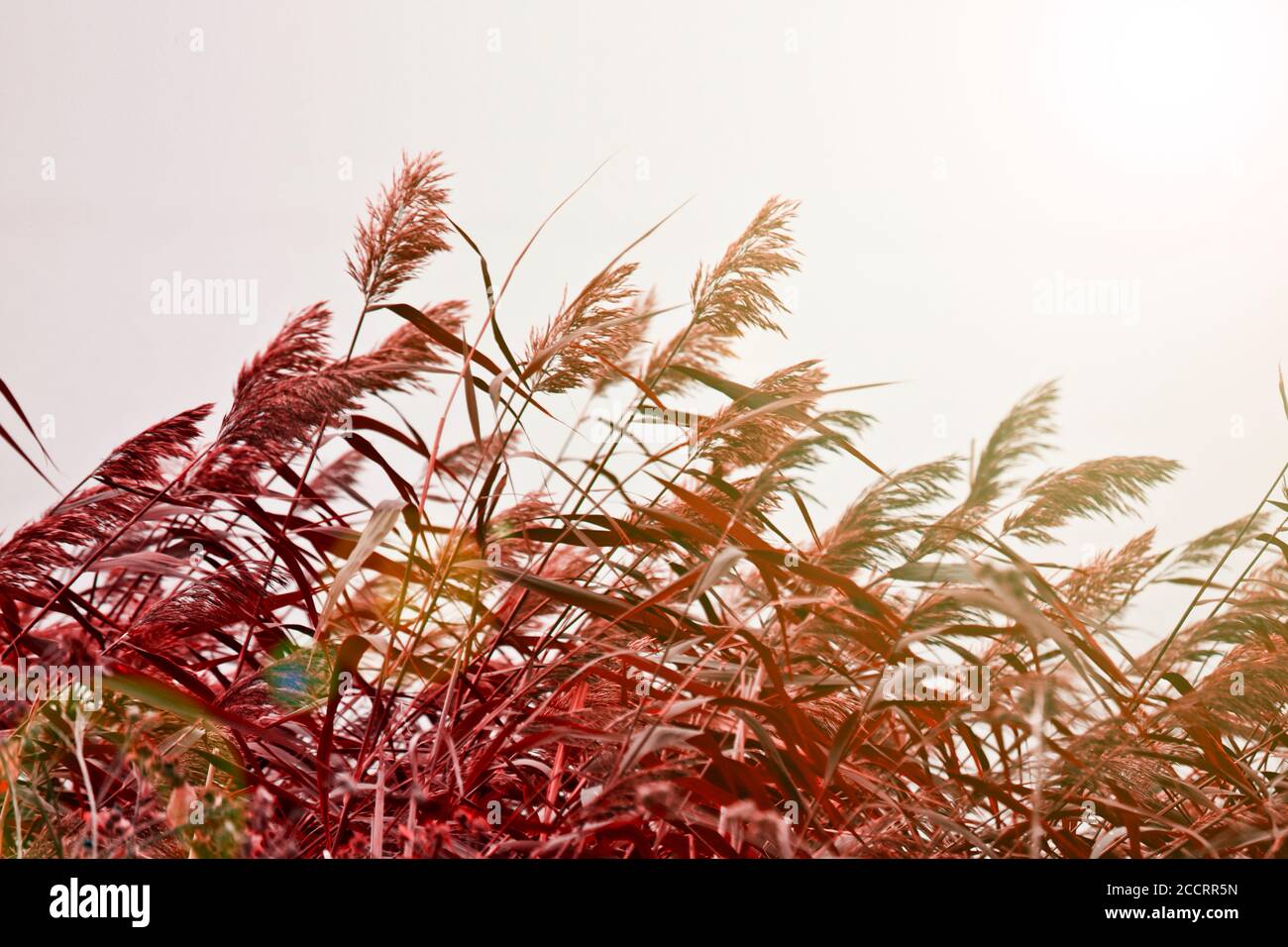 Autumn background - lake reeds with panicles of seeds. Coastal landscape. Stock Photo