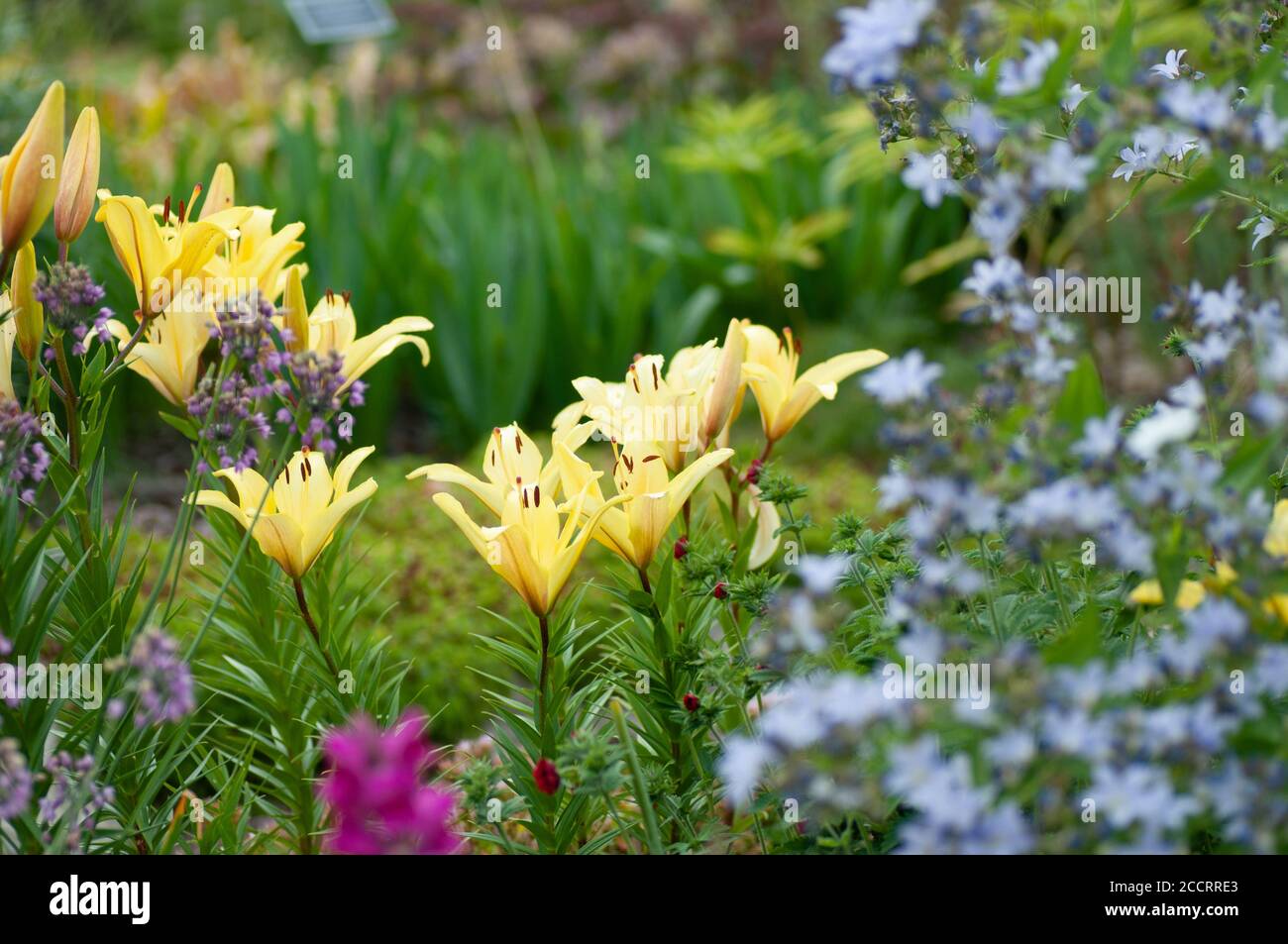 Pale yellow lily, lily green scene background. Botanical