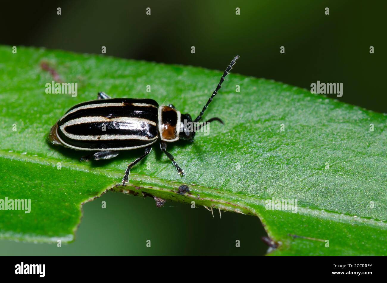 Flea Beetle, Disonycha pensylvanica Stock Photo