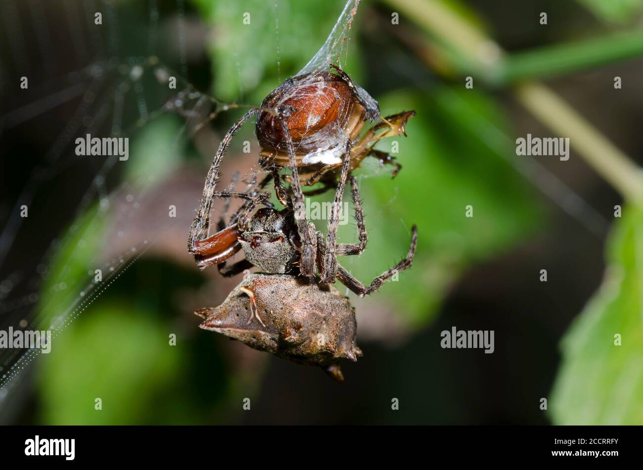 Starbellied Orbweaver, Acanthepeira sp., wrapping and capturing scarab beetle, Family Scarabaeidae, prey Stock Photo