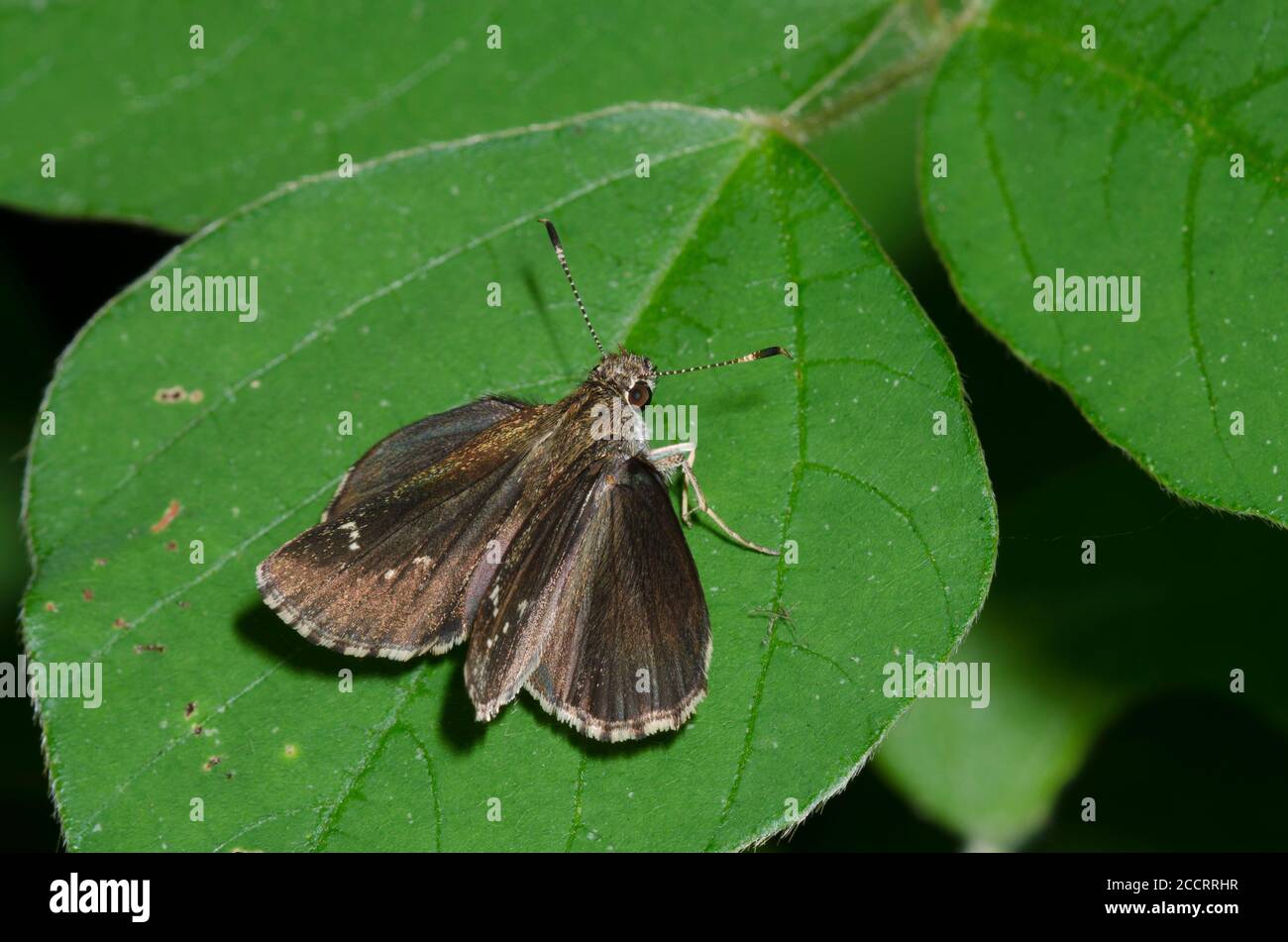 Bell's RoadsideSkipper, Amblyscirtes belli Stock Photo Alamy