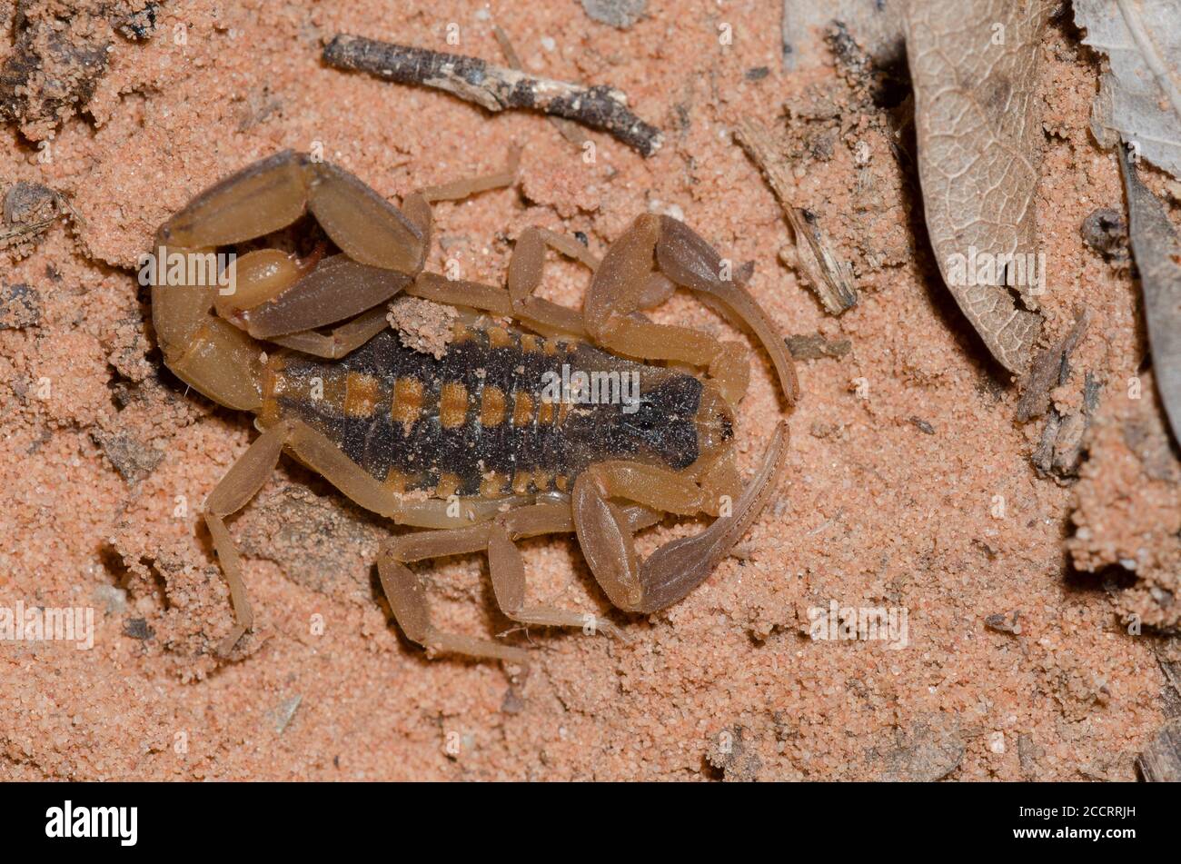 Striped Bark Scorpion, Centruroides vittatus Stock Photo