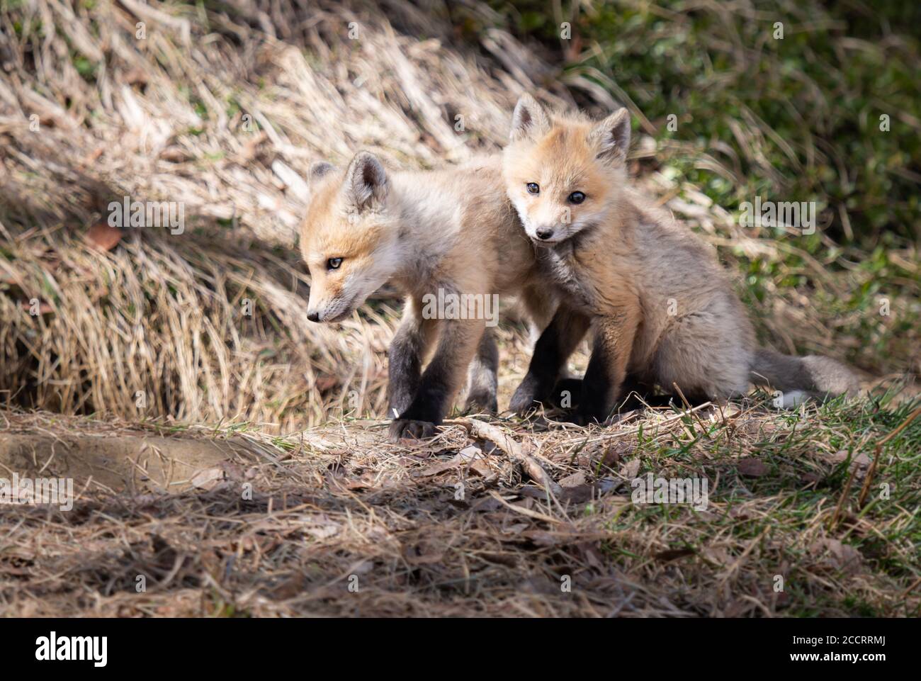 Adult Fox Kit Orange main image 1
