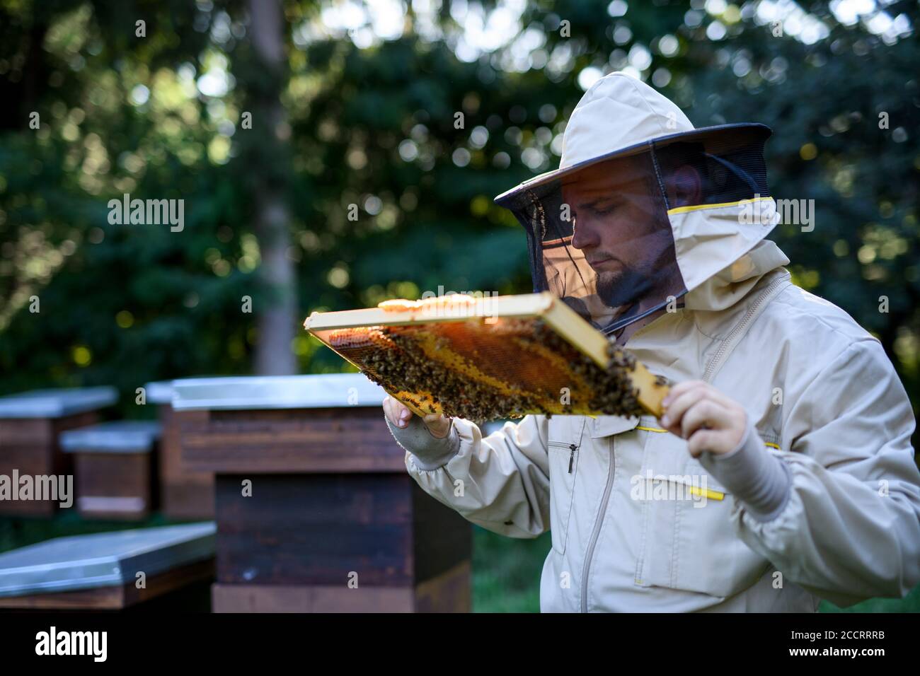 Portrait of man beekeeper holding honeycomb frame full of bees in apiary. Stock Photo