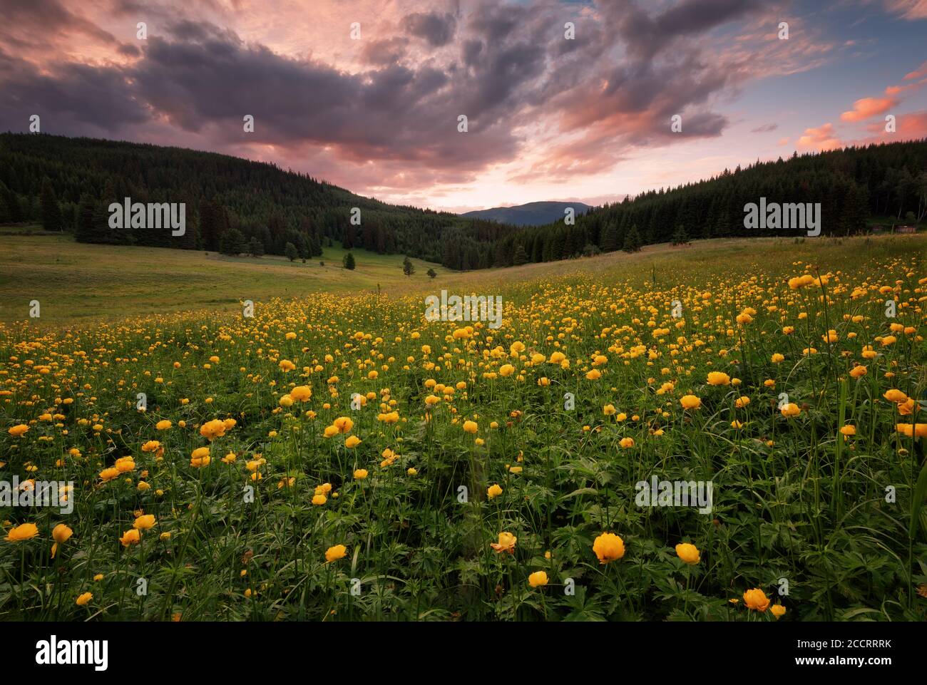 Fields of yellow peonies flower in Bulgaria. Dark clouds, contrasting colors. Magnificent sunset, summer landscape. Stock Photo