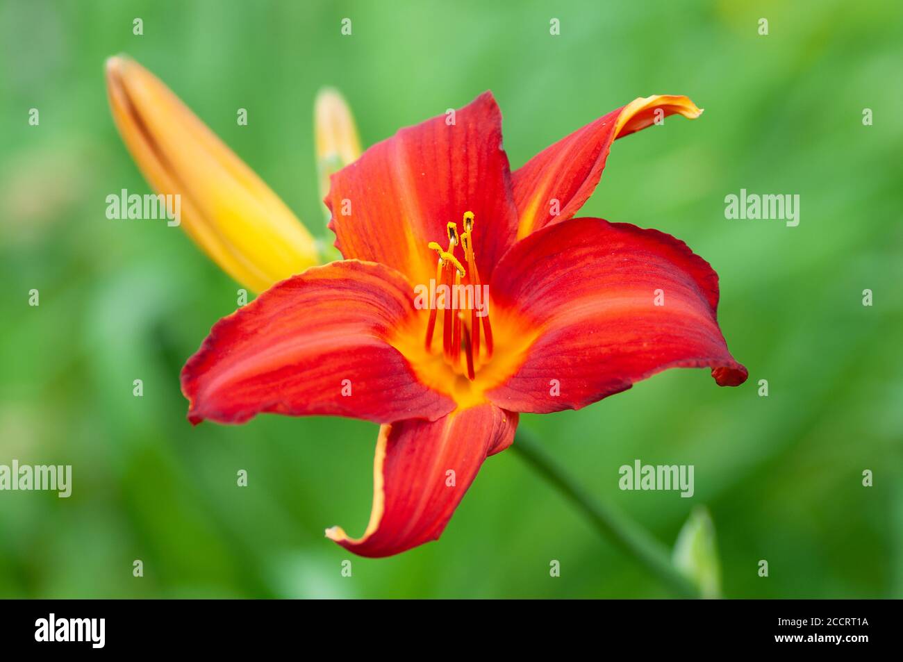 Dark red lily, lily green scene background. Botanical macrophotography