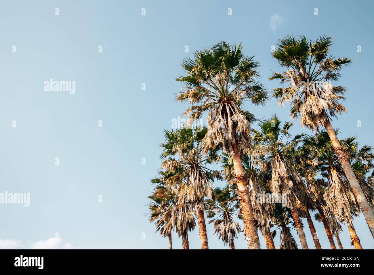 Tropical palm trees at Daepo Jusangjeolli park in Jeju Island, Korea