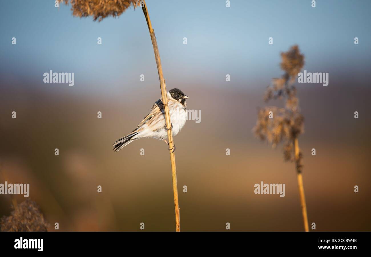 A common reed bunting Emberiza schoeniclus sings a song on a reed plume Phragmites during sunset Stock Photo