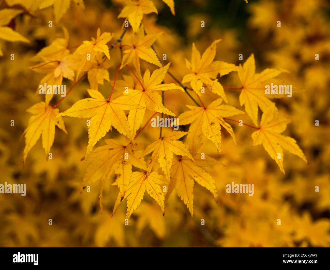Closeup of lovely vibrant bright yellow leaves on an Acer tree in autumn Stock Photo