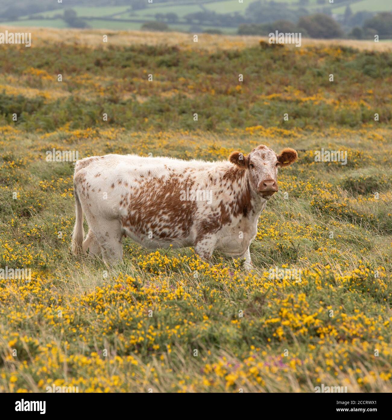 Irish countryside scene hi-res stock photography and images - Alamy