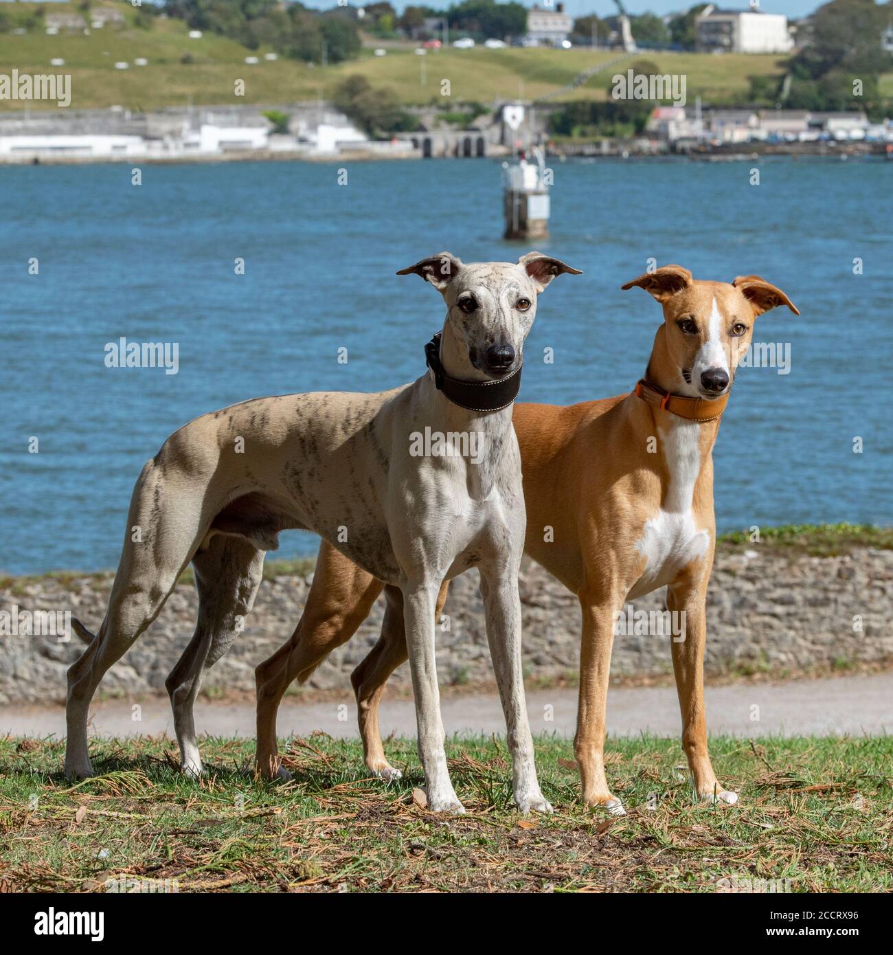 two whippets Stock Photo
