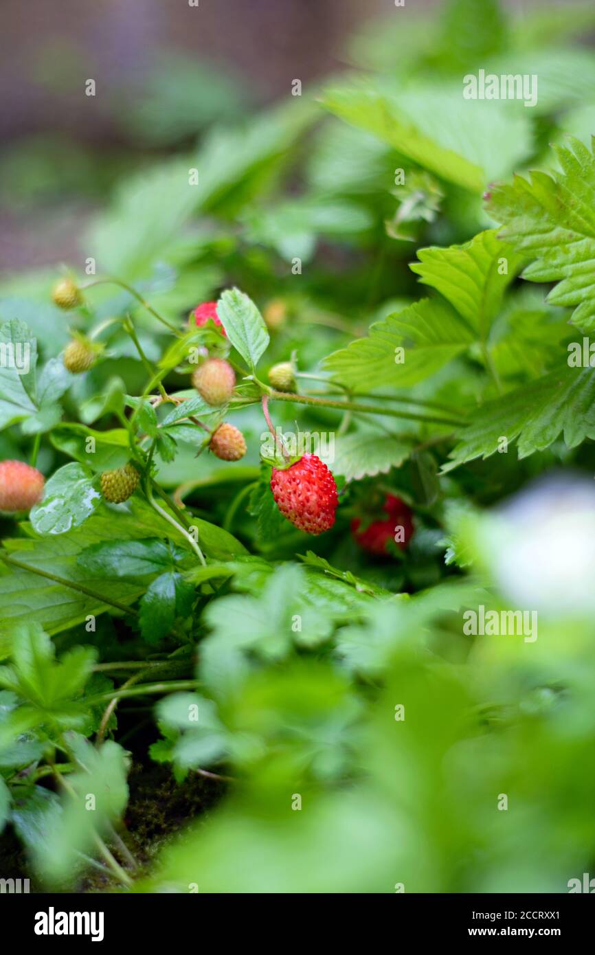 Strawberries green leaves in hi-res stock photography and images - Alamy