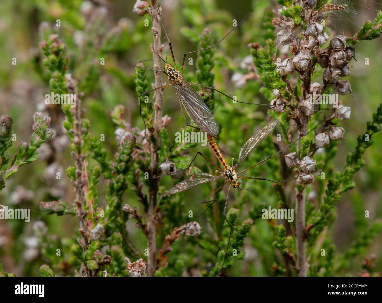 Mating pair of Spotted Cranefly, Nephrotoma appendiculata, perched on ling on heathland, Dorset. Stock Photo