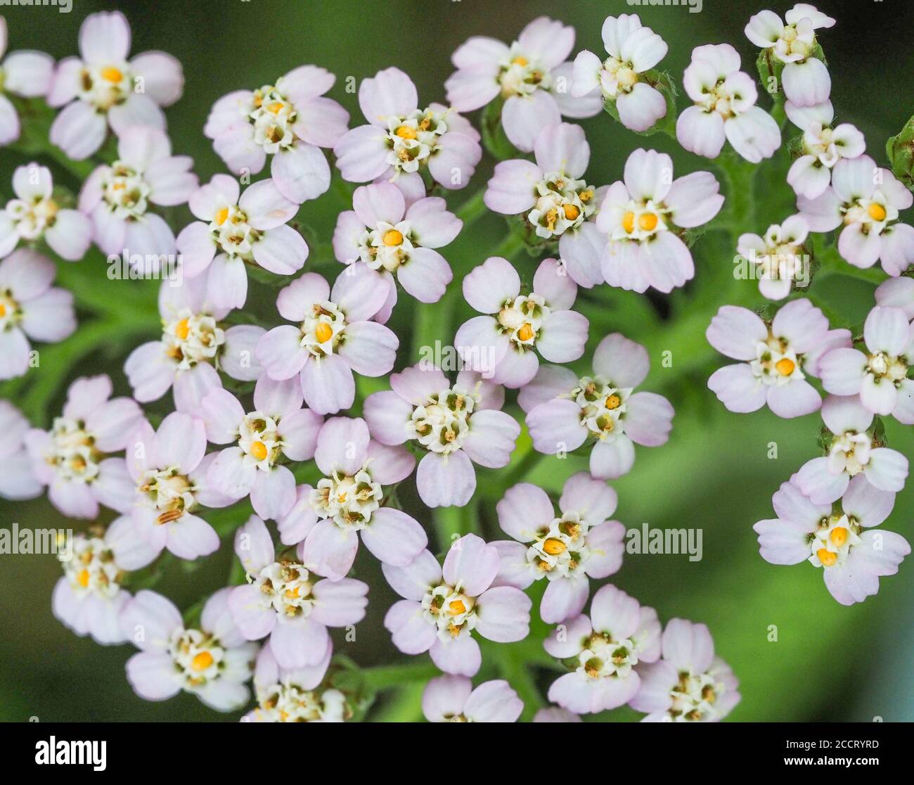 Yarrow flowers uk hires stock photography and images Alamy