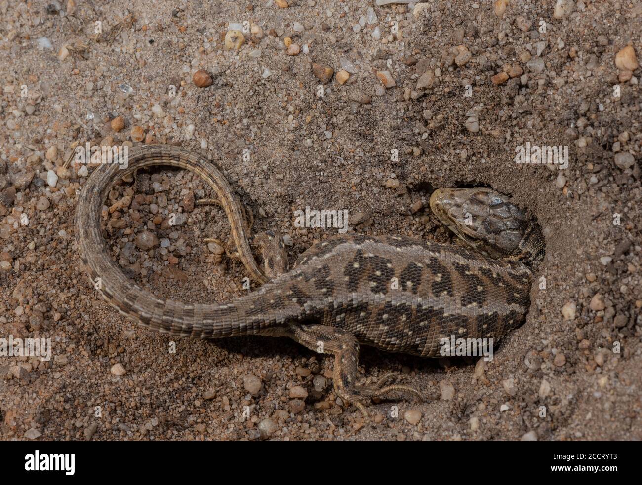 Female Sand Lizard, Lacerta agilis, in egglaying burrow on heathland