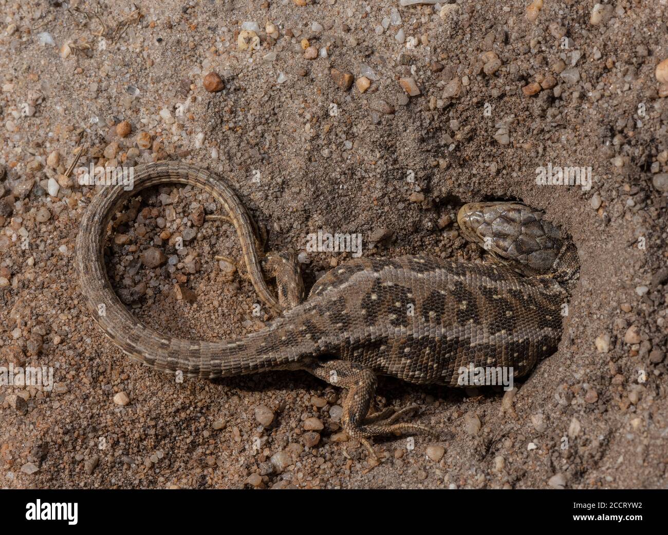 Female Sand Lizard, Lacerta agilis, in egg-laying burrow on heathland; Purbeck, Dorset. Stock Photo