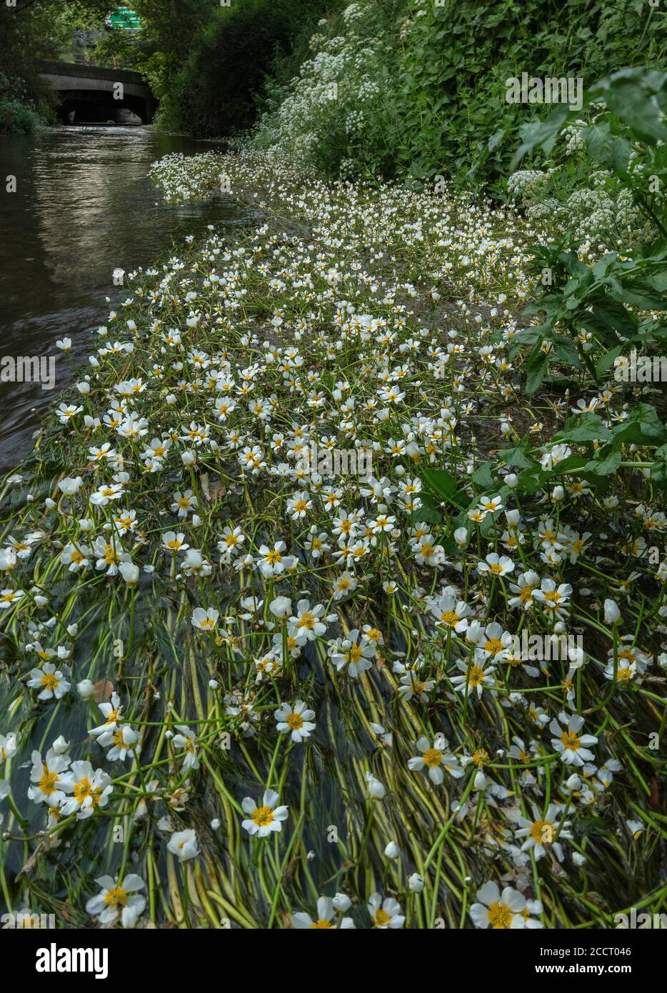 Stream Water-Crowfoot, Ranunculus penicillatus ssp. pseudofluitans in the River Avon millstream at Ringwood, Hampshire. Stock Photo
